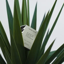 Candly & Co No. 4 Candle, Set goals that scare you and excite you at the same time